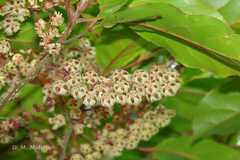 Elaeocarpus variabilis